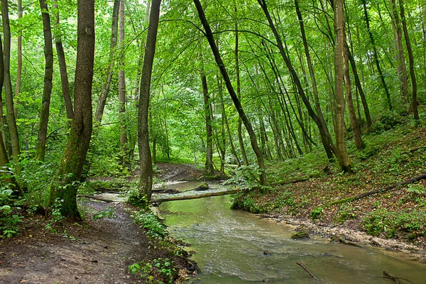 Landschaft Mit Einem Bach Einem Grünen Wald — Stockfoto