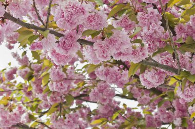 Pembe sakura çiçekleri olan çiçek açan ağaç yakında. Bahar çiçekli Japon kirazı.