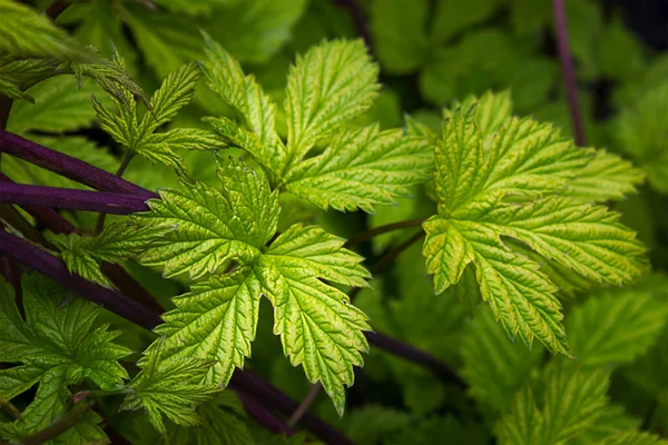 Fondo Primaverile Con Giovani Foglie Uva Primo Piano — Foto Stock