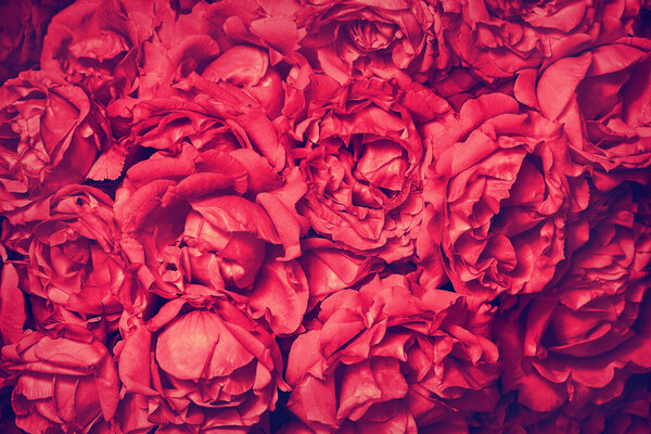 Background with a bouquet of pink roses close-up