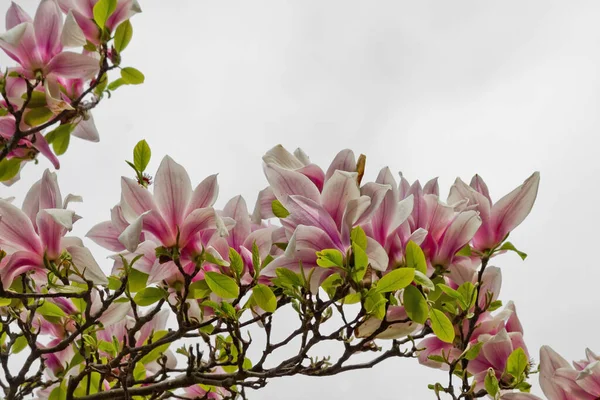 Roze Magnolia Bloemen Een Tak Close Tegen Hemel — Stockfoto