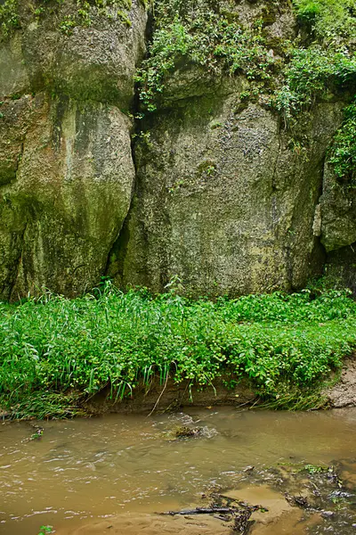 小川のほとりの森の岩は — ストック写真