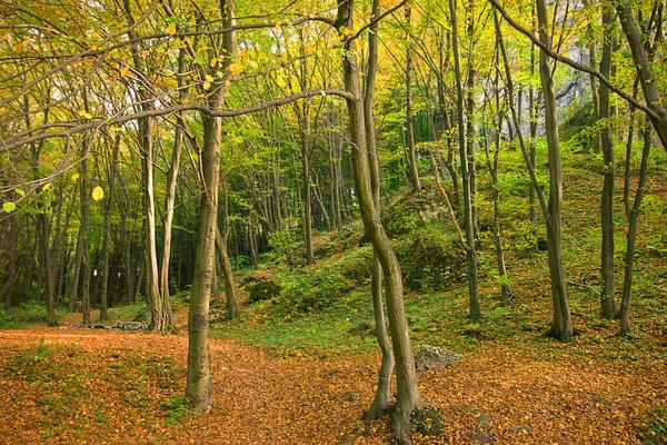 Осінній Лісовий Пейзаж Осінній Листяний Ліс — стокове фото