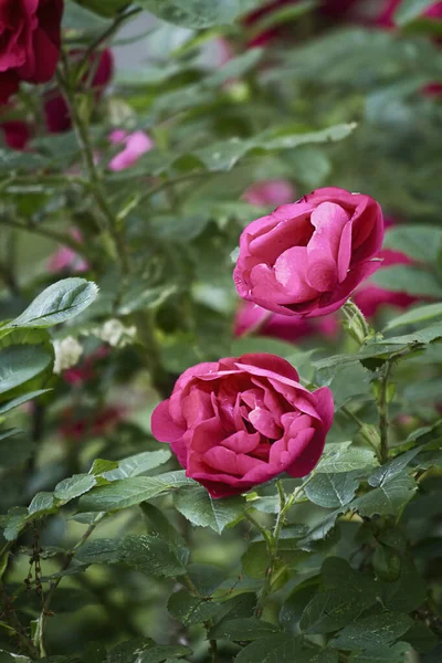 在灌木丛中生长的一朵粉红玫瑰的特写 — 图库照片