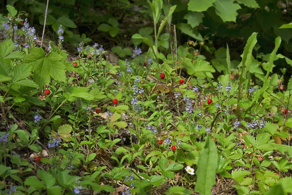 Une Clairière Avec Des Fraises Mûres Des Fleurs Close — Photo