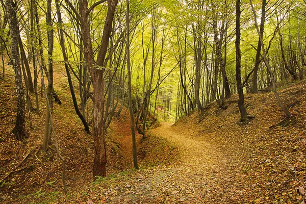 Sonbahar ormanı manzarası. Sonbahar yaprak döken orman