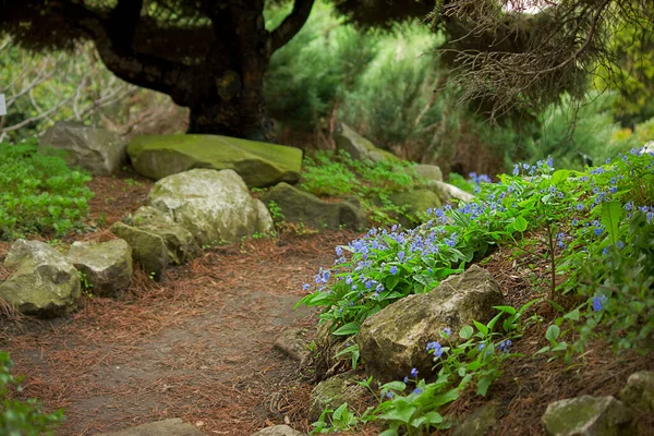 岩と青の花の間の庭の道 — ストック写真