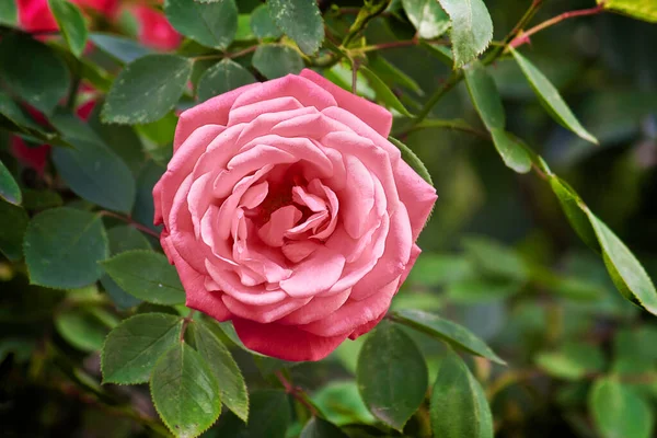 近くの茂みに咲くピンク色のバラ — ストック写真