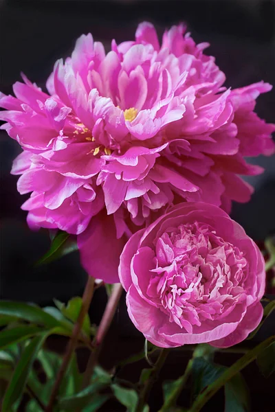 Bouquet Two Pink Peonies Close — Stock Photo, Image