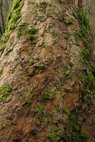 Zbliżenie Pnia Drzewa Pokrytego Mchem — Zdjęcie stockowe
