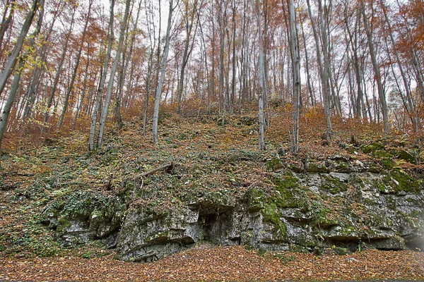 Осінній Пейзаж Камінь Осінньому Лісі — стокове фото