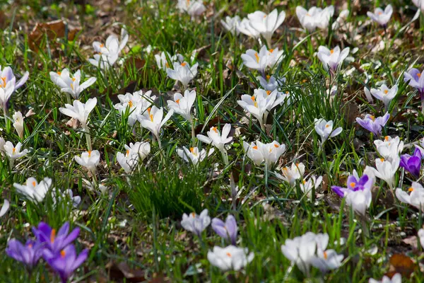 Белый Сиреневый Крокусы Крупным Планом Цветут Парке Весной — стоковое фото