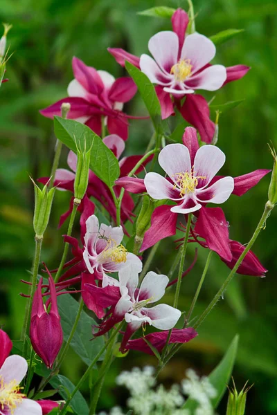 Aquilegia ชมพ ในหญ าบนเต รูปภาพสต็อก