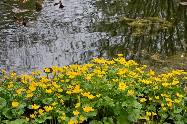 Yellow Flowers Caltha Palustris Close Bank Pond — Stockfoto