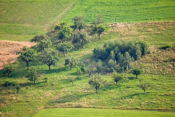 Τοπίο Πράσινο Πεδίο Δέντρα Πάνω Άποψη — Φωτογραφία Αρχείου