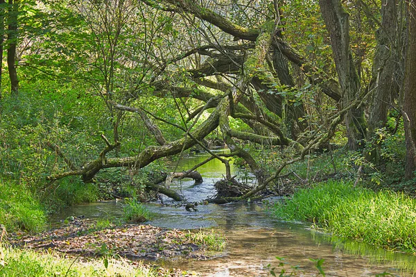 Eine Sommerlandschaft Eines Waldbaches Mit Einem Umgestürzten Baum — Stockfoto