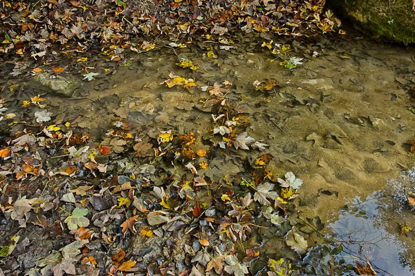 Background Water Surface Covered Autumn Leaves Close — ストック写真