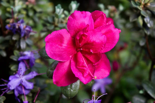 Rhododendron Shrubs Bloom Pink Flowers Garden — 스톡 사진