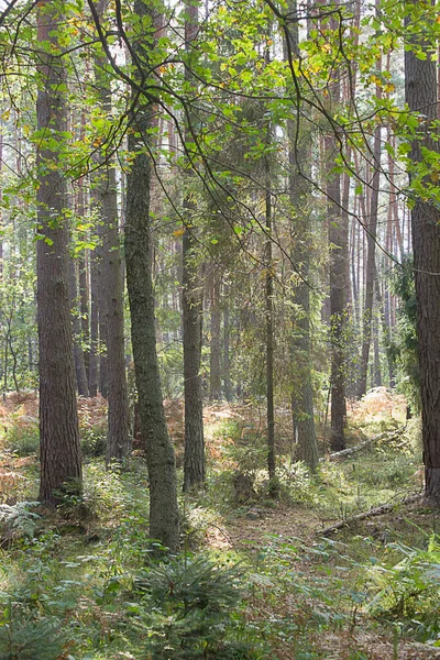 Een Herfstboslandschap Najaarsloofbos — Stockfoto