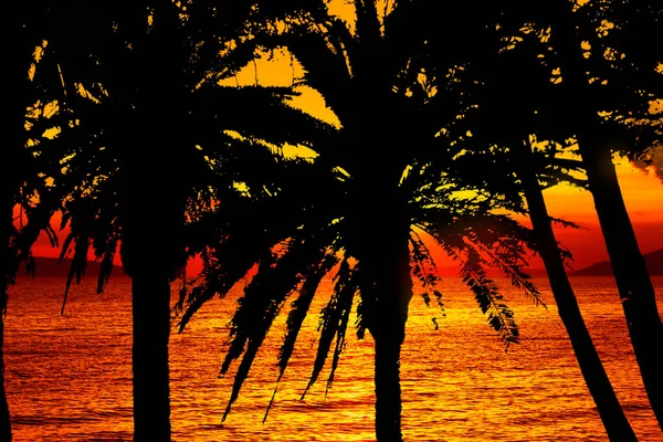 Black Silhouettes Palm Trees Sea Setting Sun — Stockfoto