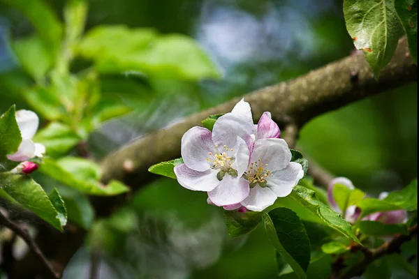 Close-up of an apple blossom on a tree branch