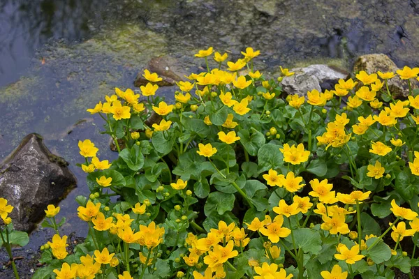 Gelbe Blüten Von Caltha Palustris Aus Nächster Nähe Ufer Des — Stockfoto