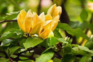 Three yellow flowers blooming yellow magnolia close-up