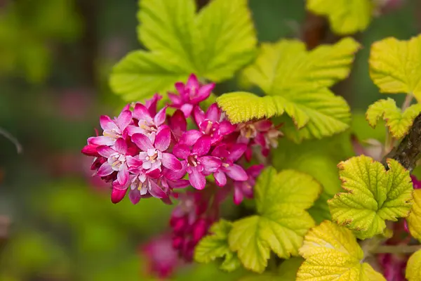 Blühender Strauch Von Zierkohlebeeren Mit Rosa Blüten Aus Nächster Nähe — Stockfoto