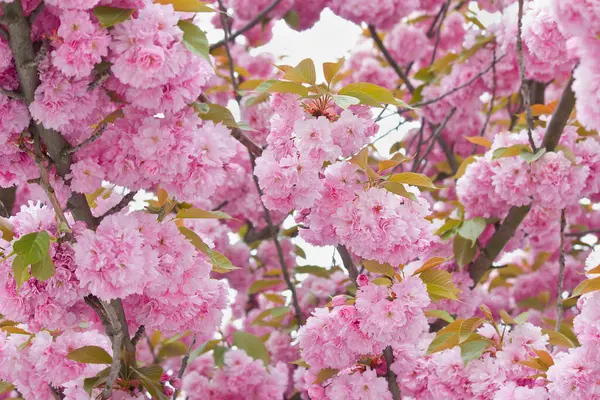 Blühender Baum Mit Rosa Sakura Blüten Aus Nächster Nähe Frühling — Stockfoto