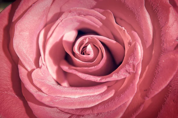 Natural Background Pink Rose Close — Stockfoto