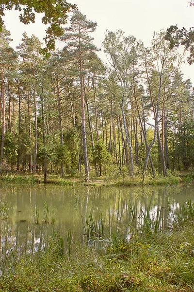Summer Landscape Lake Woods — Stockfoto