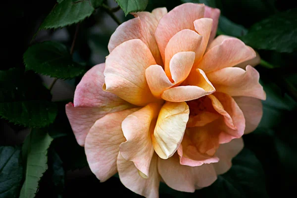 One Orange Rose Close Garden Bush — Fotografia de Stock