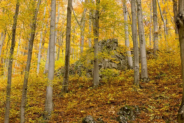 Осінній Пейзажний Камінь Жовтому Осінньому Лісі — стокове фото