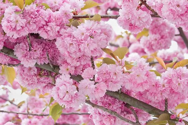 Blühender Baum Mit Rosa Sakura Blüten Aus Nächster Nähe Frühling — Stockfoto