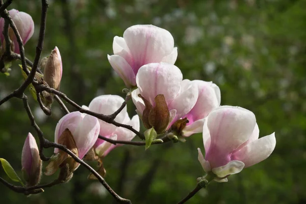 Pink Magnolia Flowers Branch Closeup — Stock Photo, Image