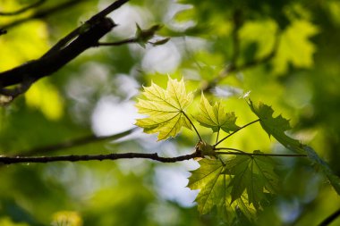 Genç çiçek açan akçaağaç yaprakları bir ağaca yakın çekim yapar.