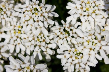 Küçük beyaz çiçekli, çiçekli bir çalı.