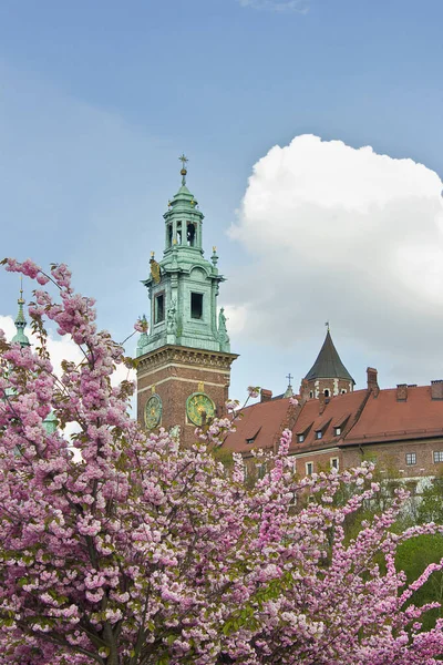 Wawel Palace Torre Cracovia Sullo Sfondo Fiori Ciliegio — Foto Stock