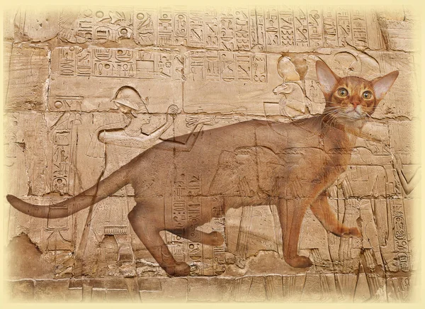 エジプトのドローイングや象形文字を背景にした黒曜石の猫のクローズアップ 二重露光 — ストック写真