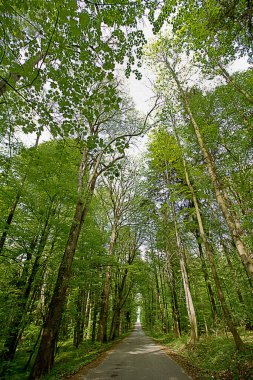Parktaki yaz manzarası yolu