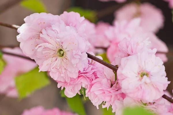 Ein Zweig Mit Einer Blühenden Rosa Ziermandel Großaufnahme — Stockfoto