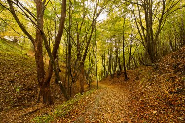Sonbahar ormanlarında sarı yapraklarla süslenmiş bir yol.
