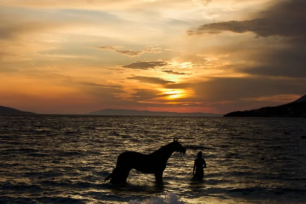 夕方の海で馬に入浴 海に沈む夕日と馬と少女のシルエット — ストック写真
