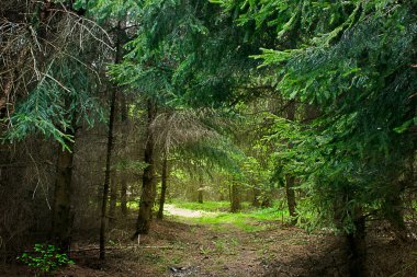 Çiçek açan elma ağacının dalına yakın çekimde pembe çiçekler.