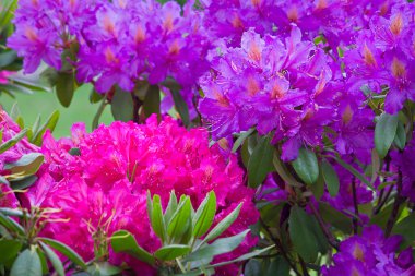 Çiçek açan elma ağacının dalına yakın çekimde pembe çiçekler.