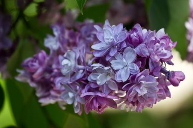 çiçek açan Mor Leylak bir demet çekim