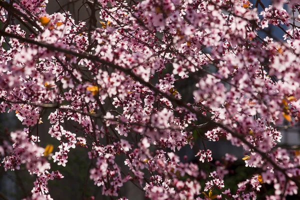 Árbol Flor Fondo Primavera Con Flores Color Rosa Cerca —  Fotos de Stock