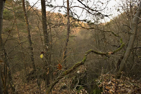 Uitzicht Vanaf Top Van Berg Vallei Het Herfstbos Zonder Bladeren — Stockfoto