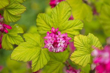 Çiçeklerle süslenmiş kuş üzümü çalısı. Yaklaş.
