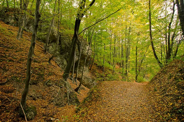 Осенний Лесной Пейзаж Осенний Лиственный Лес — стоковое фото